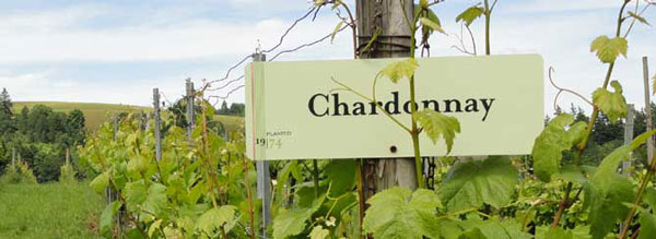 vùng đất của nho chardonnay