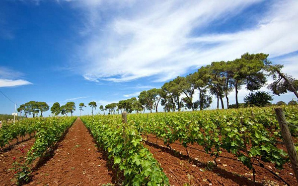 Khung cảnh đảo Puglia sản xuất rượu vang Ý tại miền Nam
