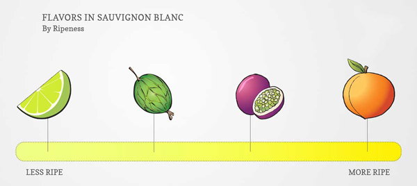Hương vị của Sauvignon Blanc ở Chile có cỏ xanh, chuối xanh…..