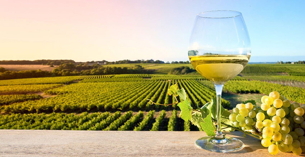 Phương thức canh tác và sản xuất cũng ảnh hưởng tới hương vị rượu vang